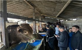 Nâng cao năng lực thực hiện Chương trình MTQG Giảm nghèo bền vững ở Thụy Hùng