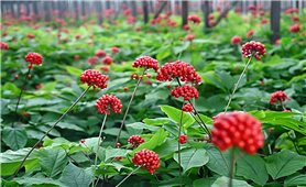 Người nghệ sĩ với đam mê trồng Sâm Ngọc Linh