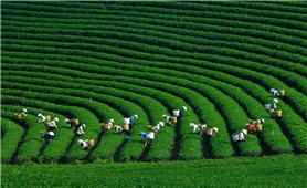 Developing organic agriculture in the Northern mountainous region: Current situation and solutions