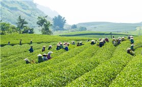 Hợp nhất bốn chương trình mục tiêu quốc gia - Tạo động lực phát triển mới cho vùng dân tộc thiểu số và miền núi