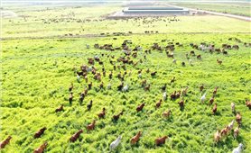 One sun-dried beef and the story of livelihoods in Gia Lai province
