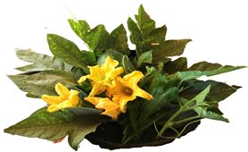 Rau rừng đồ, hương vị khó quên