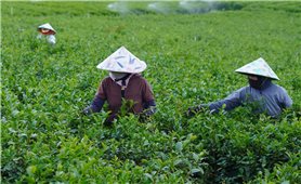 Cơ hội phát triển ngành chè từ nguồn lực Chương trình MTQG 417