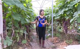 Sơn La: Khơi dậy nội lực, tạo sinh kế bền vững cho đồng bào dân tộc thiểu số