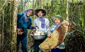 Mùa mật ngọt dưới tán rừng U Minh Hạ