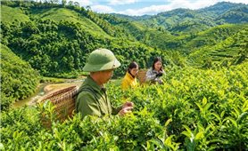 A Dao woman’s journey to awaken the value of Shan Tuyet tea
