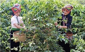 Chương trình MTQG 417 giúp cho Sơn La phát huy tiềm năng, lợi thế, tạo sinh kế bền vững cho đồng bào dân tộc thiểu số Sơn La
