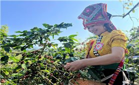 Sơn La tổ chức Lễ hội Cà phê lần thứ II
