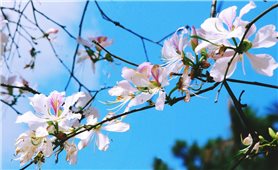 Hẹn hò với mùa hoa ban Tây Bắc