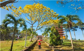 B’Lao đắm say sắc nắng trên cành phượng vàng