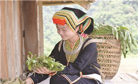 Cách thức xông tắm bí truyền của người Dao ở Hữu Liên