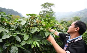 Sức sống mới trên vùng cao Mường Ảng