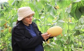 Người phụ nữ Hrê với khát vọng làm giàu từ 