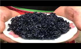 Món xôi đen truyền thống trong dịp Tết Thanh minh của đồng bào Tày, Nùng