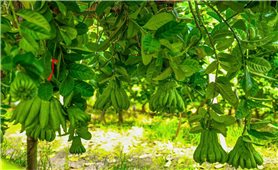 Trồng Phật thủ - Hướng đi mới trên đất Liên Châu