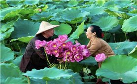 Tản mạn về hoa sen