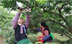 Sôi nổi Ngày hội mận ở Lóng Phiêng