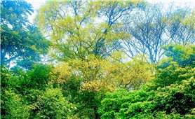 Sắc vàng lim xẹt thắp sáng rừng nguyên sinh Kon Chư Răng