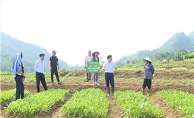 Mô hình kinh tế hiệu quả ở Đèo Mương 2