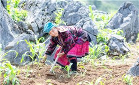 Điều kỳ diệu từ những nương ngô trên núi đá