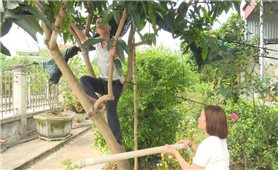 Tục khảo cây giờ Ngọ ngày 5 tháng 5 Âm lịch
