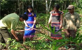 Giữ rừng để tạo ra sinh kế bền vững