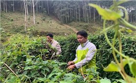 Phát triển cây dược liệu - Hướng đi mới ở Tây Yên Tử