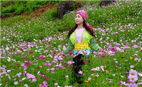 Đồi hoa Pu Nhi - Điểm hẹn giữa đại ngàn