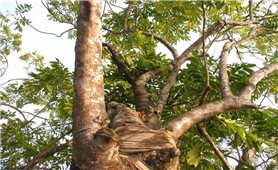 Cây quếch - Dấu tích lịch sử nơi cửa sông Bạch Đằng