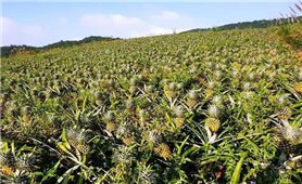 Trồng dứa Queen trên đất gò đồi