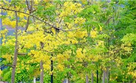 Muồng hoàng yến khoe sắc vàng giữa núi rừng Tây Bắc