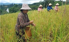 Lâm Đồng: Đề xuất chính sách hỗ trợ đầu tư phát triển sản xuất cho vùng đồng bào dân tộc thiểu số