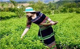 Đồng bào Xơ-Đăng trồng chè theo tiêu chuẩn VietGAP