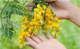 Bông điên điển - Hương vị đặc trưng của miền Tây Nam Bộ