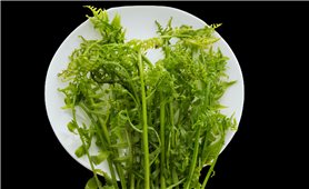 Rau dớn rừng chinh phục khẩu vị của người miền xuôi