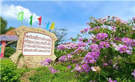 Sắc tím dưới chân tháp Pô Sah Inư
