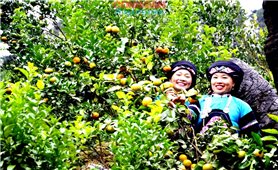Thông điệp từ vườn quýt của Lồ Dìn Sủi