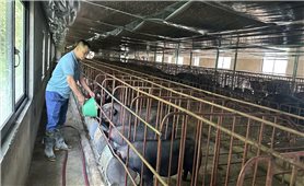 Liên kết sản xuất lợn đen - Hướng phát triển kinh tế hiệu quả ở xã Bum Tở