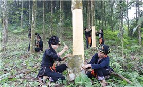 Hương quế Văn Yên