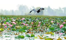 Mùa nước nổi về miền Tây