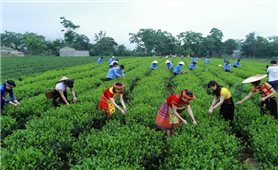 Thanh niên dân tộc thiểu số mở 