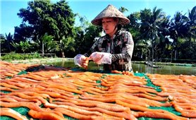 Khô cá lóc - Món quà của nắng, gió miền Tây Nam Bộ