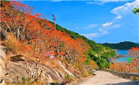 Theo mùa hoa ngô đồng đỏ tìm về Cù Lao Chàm