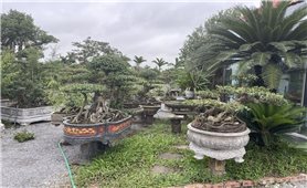 The Bui family’s ornamental plant craft
