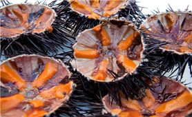 Mắm nhum - Món quà tinh túy từ biển cả