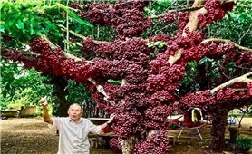 Những cây cổ thụ kể chuyện đất và người Vân Hòa