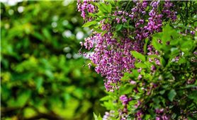 Có một sắc hoa rất riêng trên bán đảo Sơn Trà