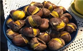 Nâng cao giá trị gia tăng cho hạt dẻ