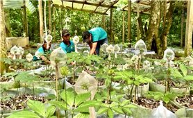 Quảng Ngãi khơi thông nguồn lực, tạo đột phá từ các chương trình mục tiêu quốc gia