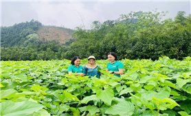 Lào Cai: Nâng giá trị sản xuất nông nghiệp cho đồng bào dân tộc thiểu số